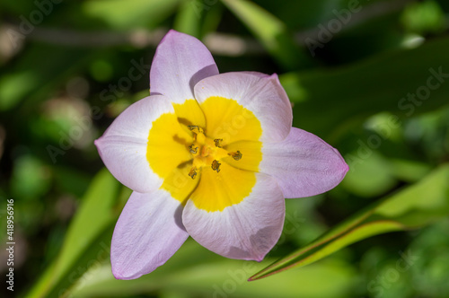 Tulipa saxatilis bright pink yellow flowering cretan tulip flowers, springtime beautiful ornamental rock plants in bloom photo