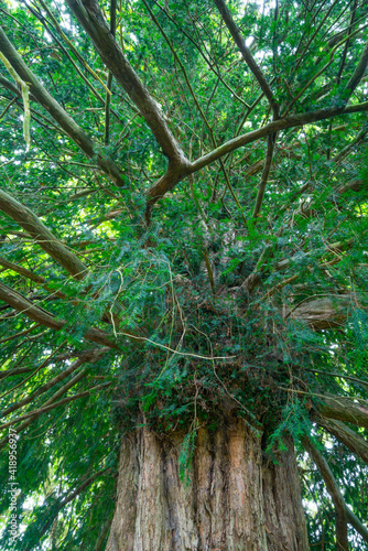 EUROPEAN YEW (Taxus baccata), Finery forge LA ISECA, Guriezo, MOC Montaña Oriental Costera, NATURA 2000, Cantabria, Spain, Europe