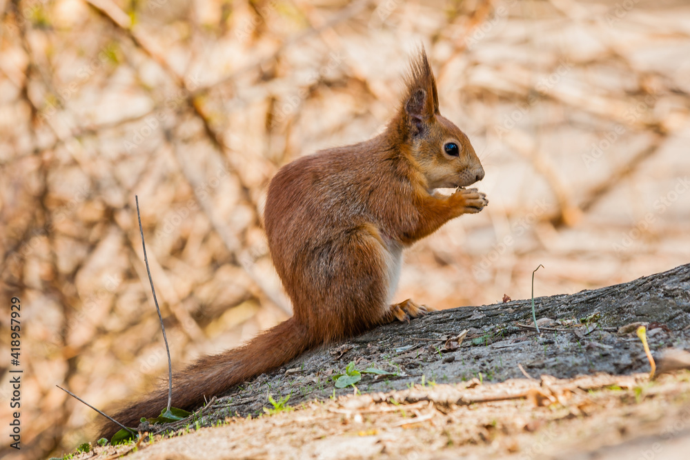 Fototapeta premium Squirrel sits on a tree