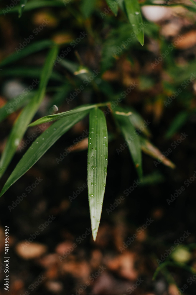 Obraz premium leaves with dew drops