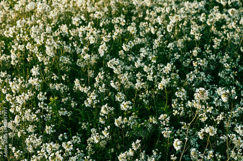 green and white flowers background 