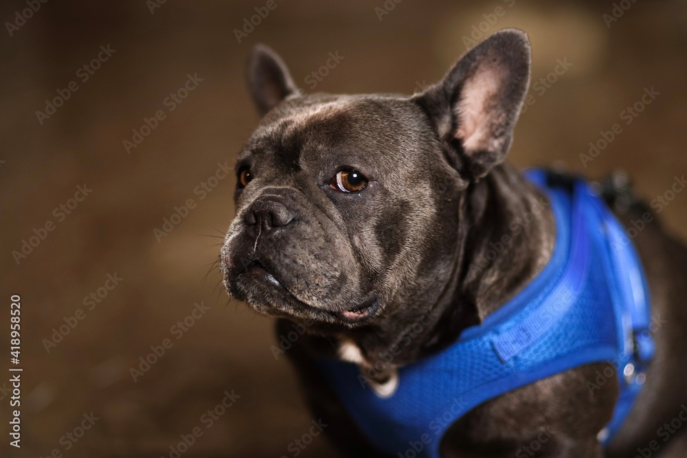 Dramatic french bulldog portrait