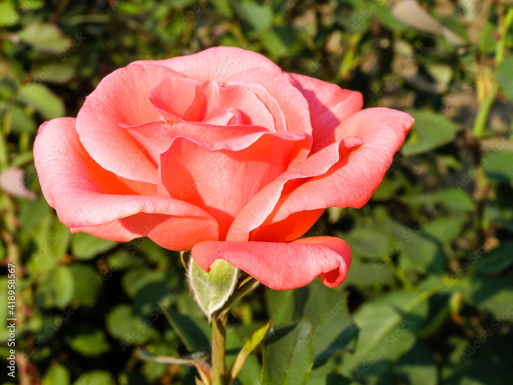 Flowering summer rose