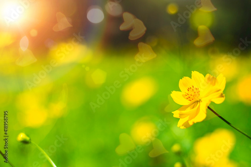 Soft focus on Yellow Cosmos Flowers. Cosmos sulphureus in a summer garden