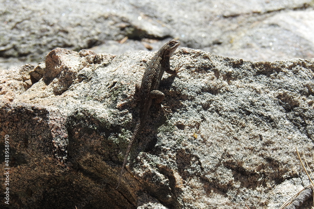 Western fence lizard perched on a granite rock in the Los Padres National Forest, in southern California. Western fence lizard perched on a granite rock in the Los Padres National Forest, in southern California.
