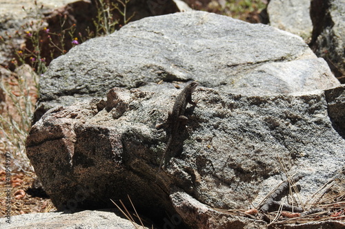 Western fence lizard perched on a granite rock in the Los Padres National Forest  in southern California.