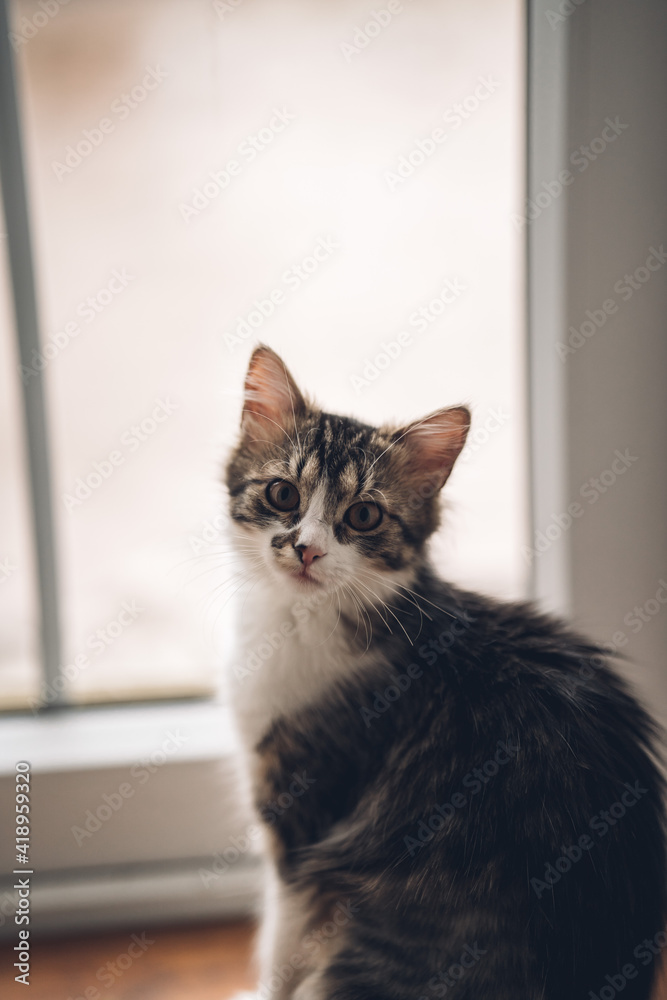 whisker kitten sitting at the wooden floor by the balcony door looking at her owner