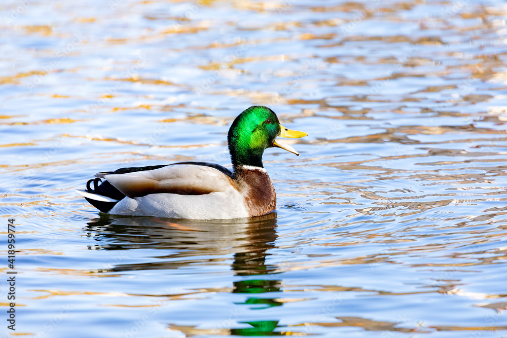 Fototapeta premium Beautiful duck swimming