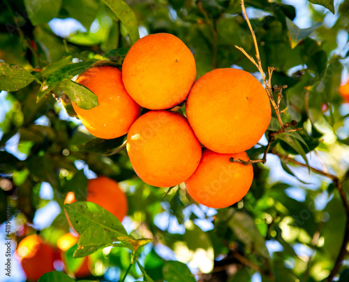 Orange trees with ripe fruits with leaves in sunbeams. Barcelona, Spain 