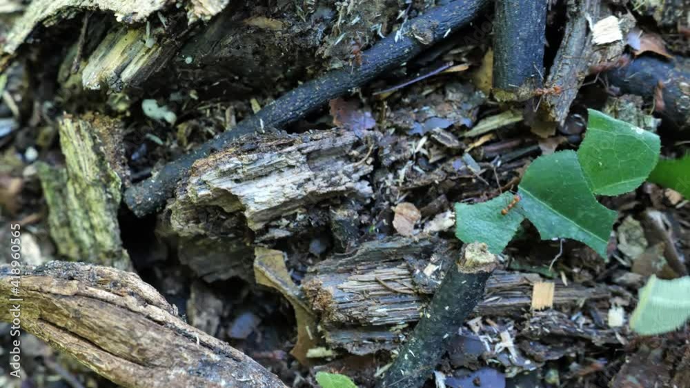 Atta cephalotes leafcutter ants fungus growing ants carrying leaves in the forest Costa Rica
Atta cephalotes leafcutter ants fungus growing ants carrying leaves in the forest Costa Rica