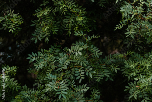 background of green leaves of a tree