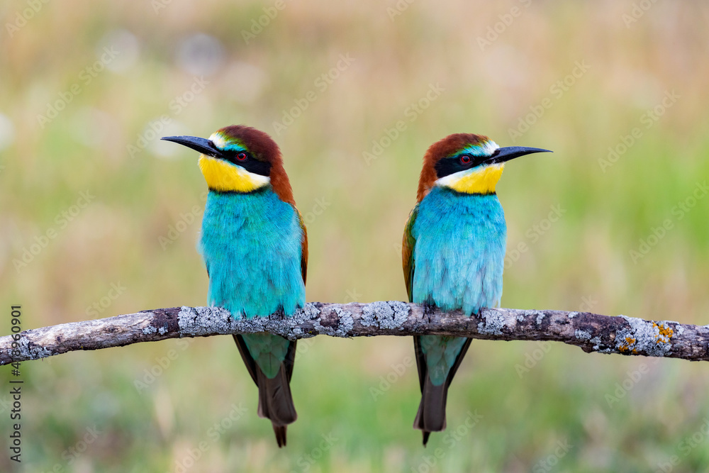 Fototapeta premium Beautiful colorful birds on a branch
