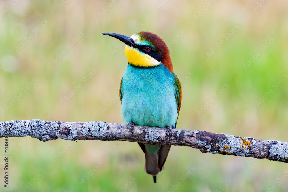 Beautiful colorful birds on a branch Beautiful colorful birds on a branch