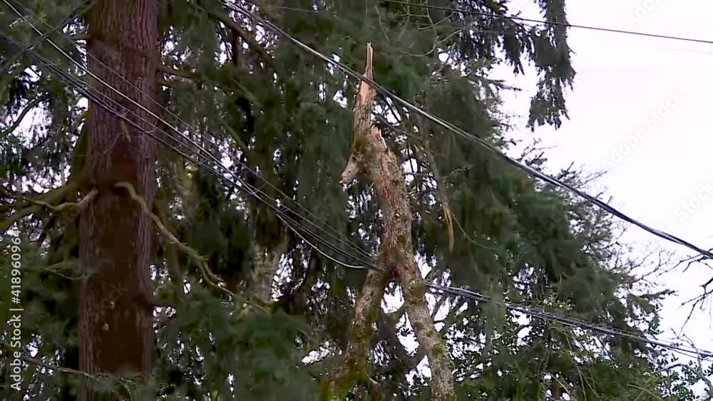 LARGE BRANCH ON POWER LINES