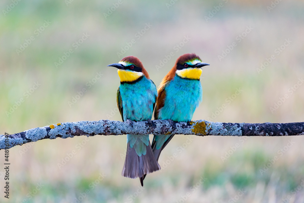 Obraz premium Beautiful colorful birds on a branch