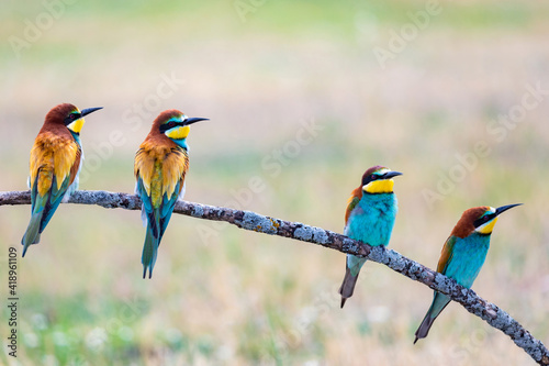 Beautiful colorful birds on a branch