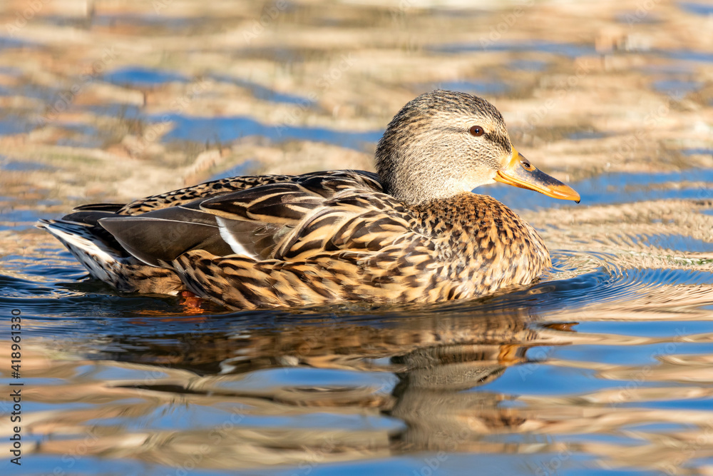 Beautiful duck swimming