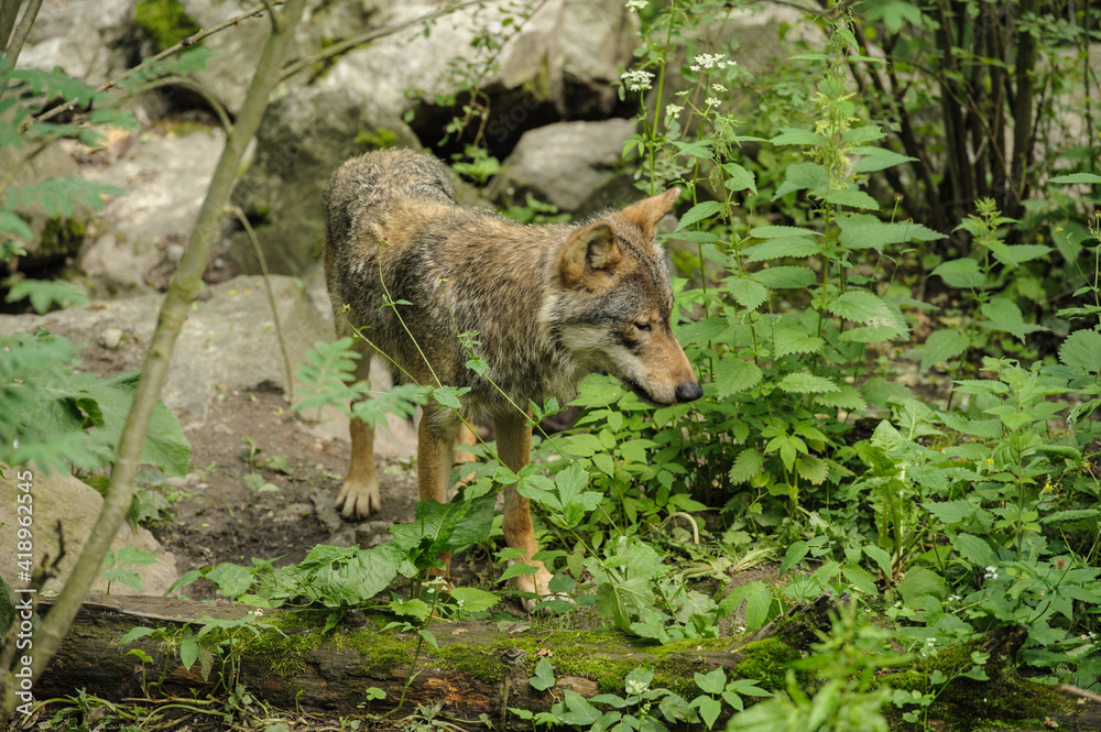 Fototapeta premium Wolf in the wood and green grass