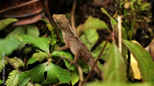 brown anole on a leaf in the jungle Costa Rica 