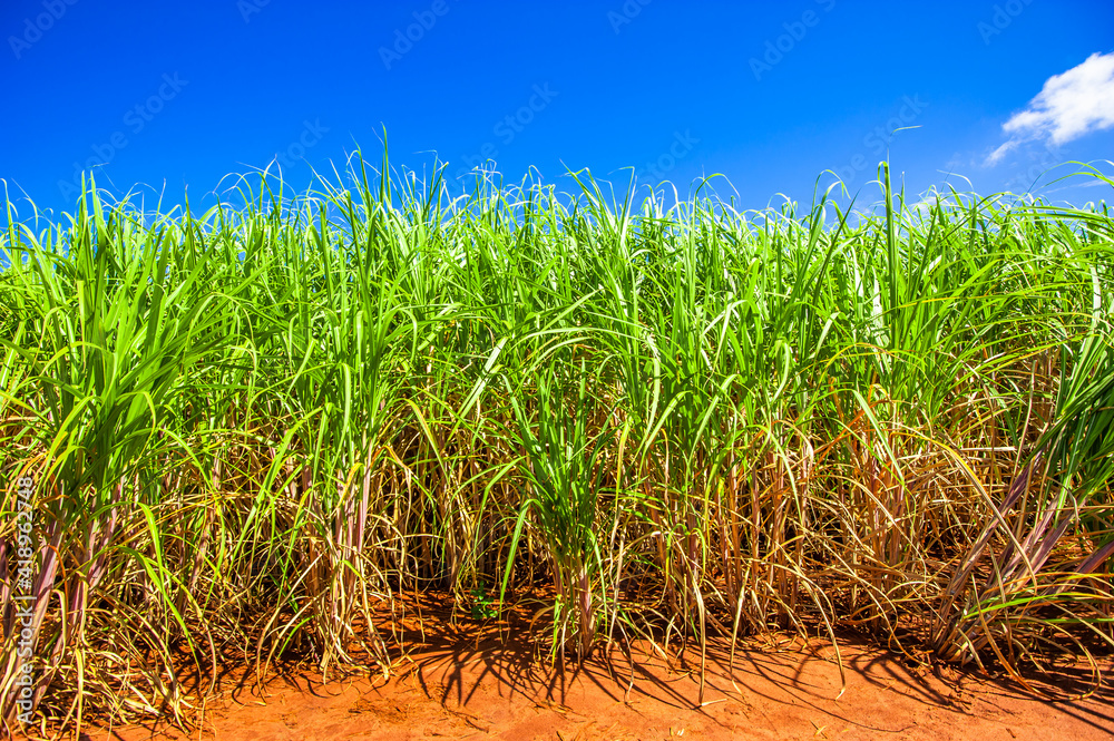 sugarcane plantation, agriculture and development
sugarcane plantation, agriculture and development