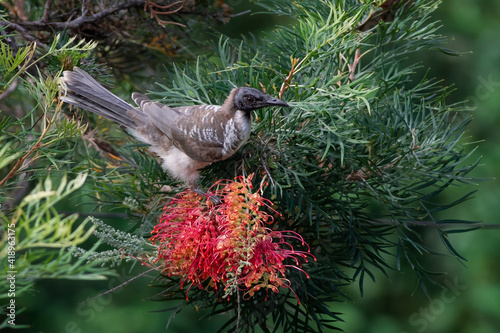 Noisy Friarbird also called leatherheads are large honeyeaters that are attracted to flowering eucalypts and habitat rich in insects. Pictured on a red bottlebrush flower.  Queensland, Australia.  photo