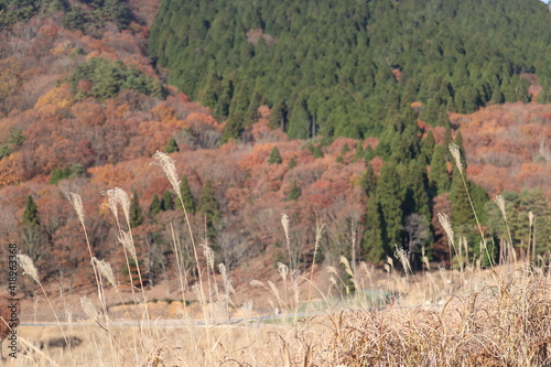 Miscanthus sinensis in Kamikawa Town, Hyogo Prefecture in autumn