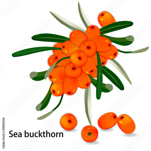 Sprig of fruits and leaves of sea buckthorn. Juicy healthy berries of orange color and green leaves. Botanical design isolated on a white background.Vector illustration.