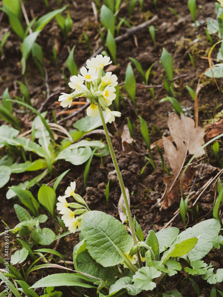Blütenstände an Stängel blattlos der Hohen Schlüsselblume (Primula elatior)