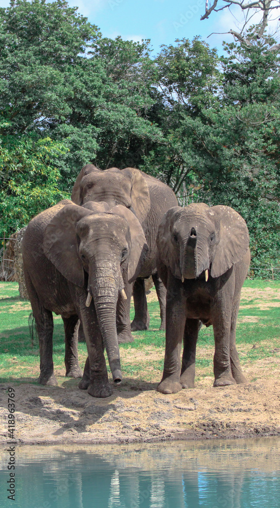Group of African Elephants 