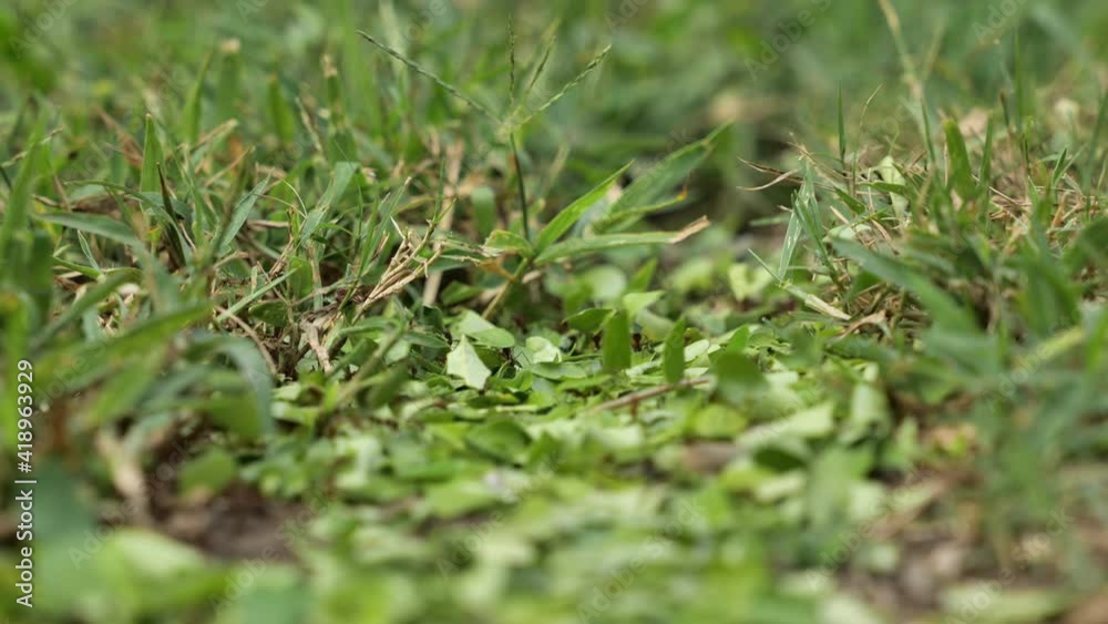 Leafcutter ants working non stop cutting leaves and walking trough grass Leafcutter ants working non stop cutting leaves and walking trough grass