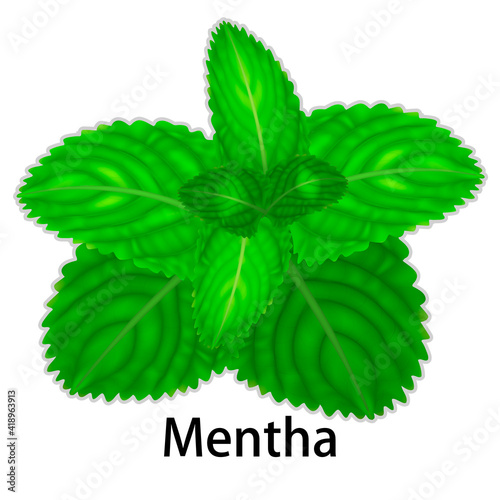 A sprig of juicy fresh mint leaves drawn in a realistic style.Botanical design isolated on white background.Vector illustration.