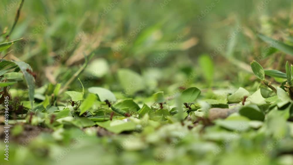 Leafcutter ants carrying leaves creating a road in the grass Costa Rica Leafcutter ants carrying leaves creating a road in the grass Costa Rica