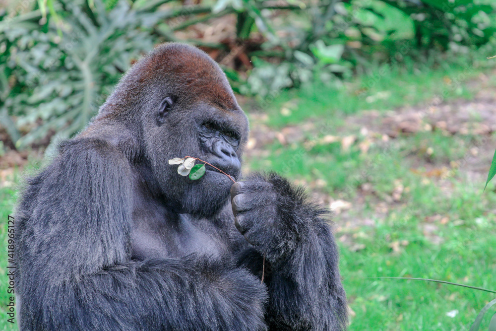 Lowland Gorilla Silverback 