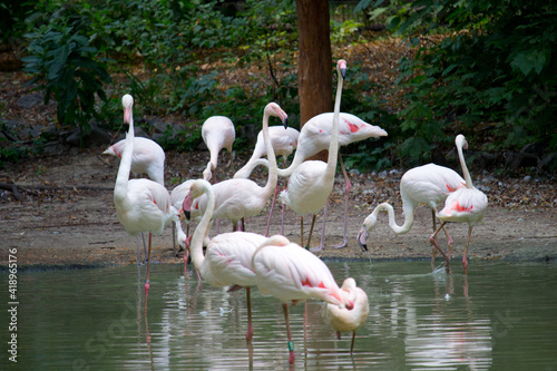 Pink flamingo birds relaxing in a garden pond