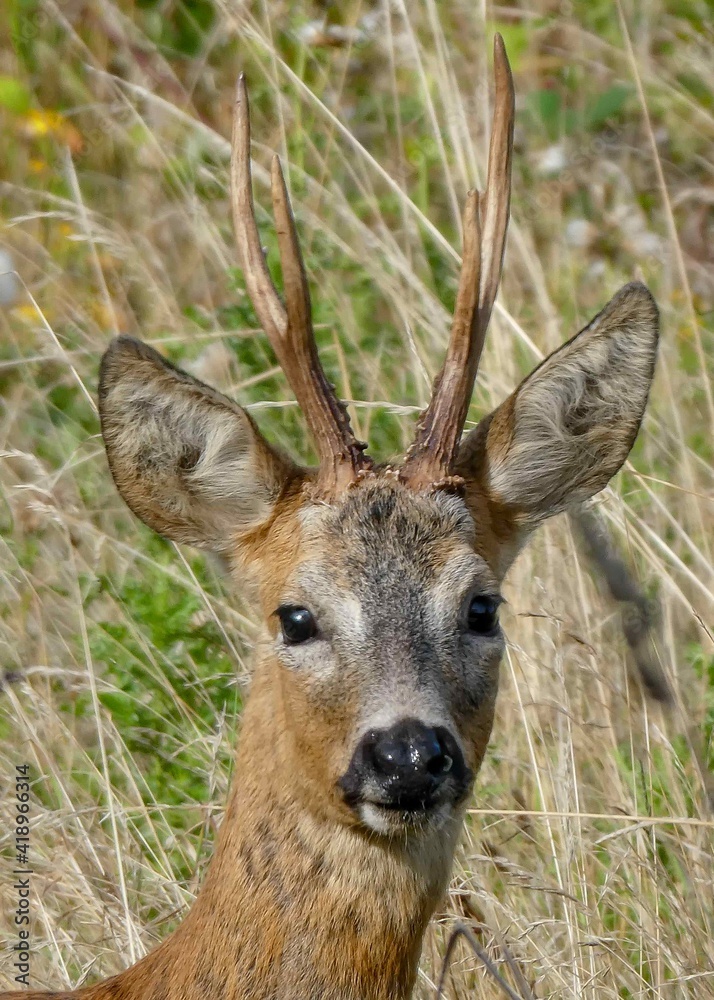 portrait of a beautiful roe deer portrait of a beautiful roe deer