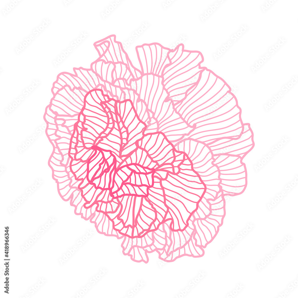 Illustration of linear rose. Illustration of linear rose.