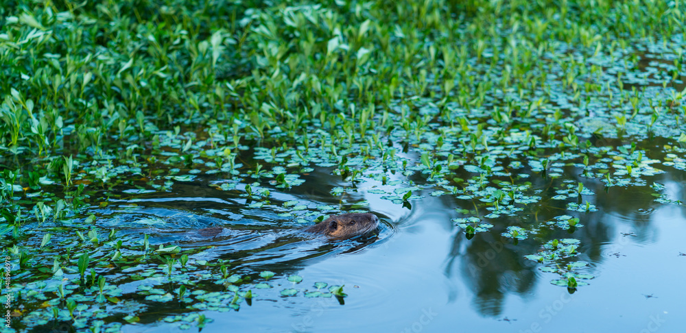 European beaver (Castor fiber), Loire River, La Chapelle-aux-Naux, Indre-et-Loire Department, The Loire Valley, France, Europe European beaver (Castor fiber), Loire River, La Chapelle-aux-Naux, Indre-et-Loire Department, The Loire Valley, France, Europe