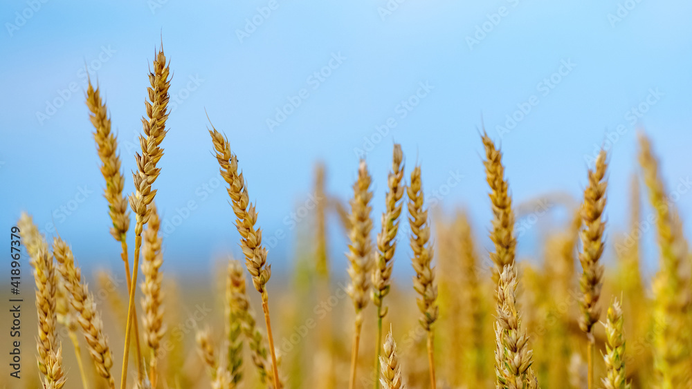 Wheat field with large ripe spikelets on a background of blue sky Wheat field with large ripe spikelets on a background of blue sky