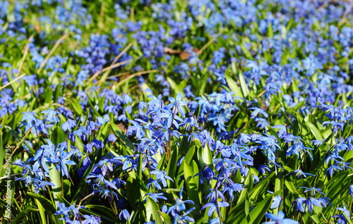 First spring bulb flowers beauty. Beautiful bluebells  sky blue scilla siberica  siberian squill flowers are blooming profusely in the garden in spring.