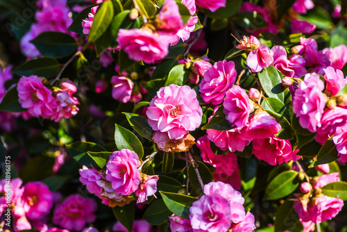 .Japanese camelia blooming in the garden in spring. Selective focus.