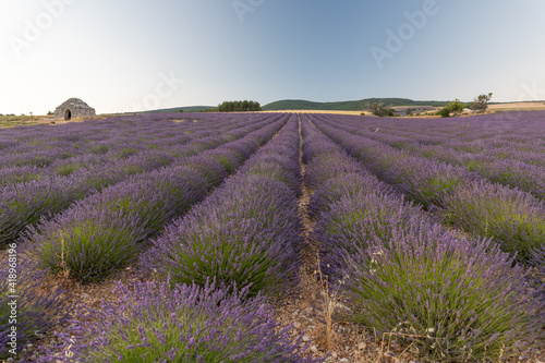 Round stone hut in lavender fields in the provence in France, Europe