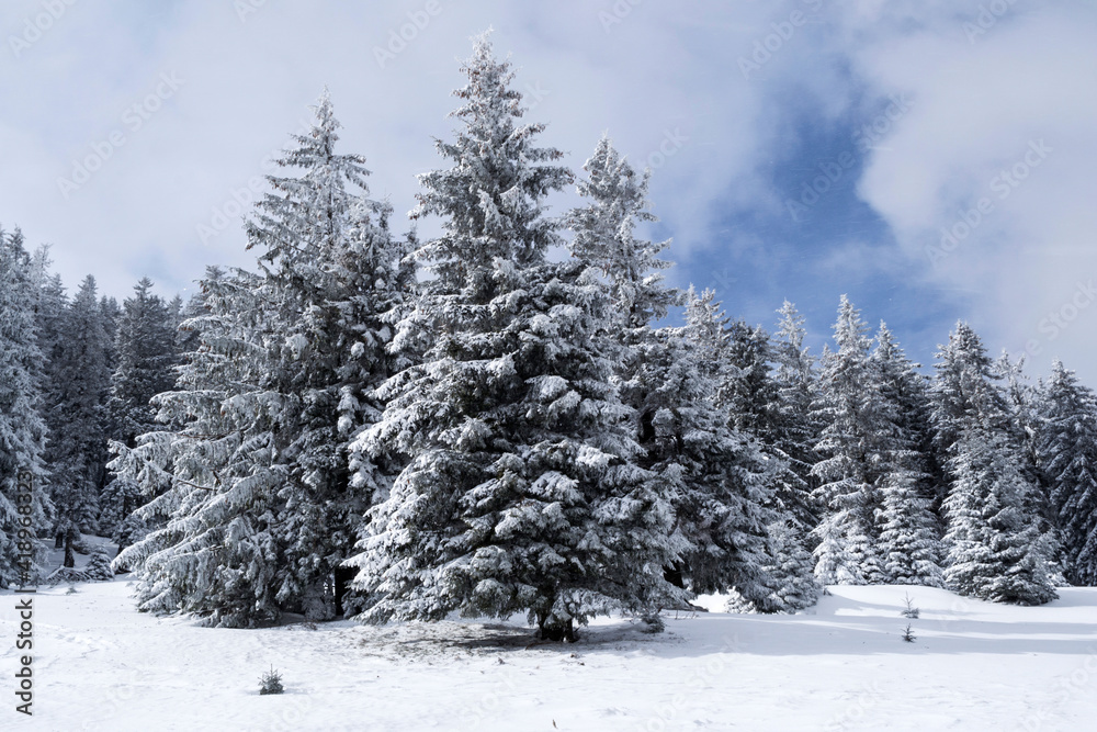 Landscape in Saua Baiului. Winter landscape between Azuga and Gura Diham cottage Landscape in Saua Baiului. Winter landscape between Azuga and Gura Diham cottage