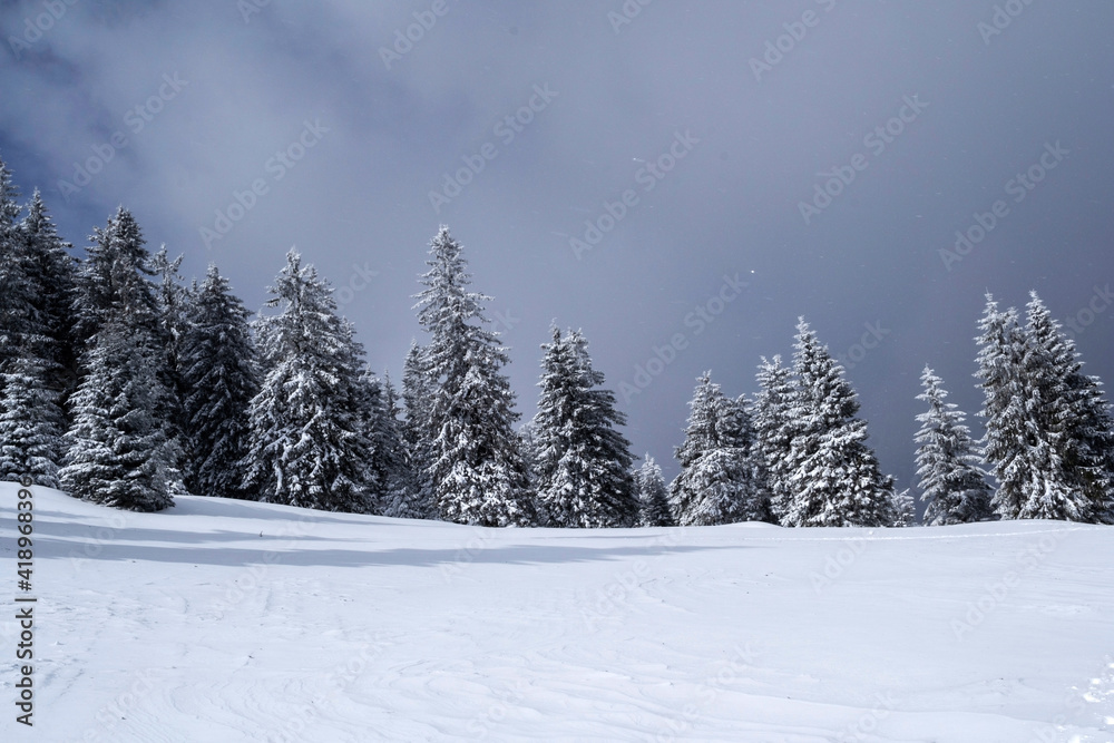 Landscape in Saua Baiului. Winter landscape between Azuga and Gura Diham cottage Landscape in Saua Baiului. Winter landscape between Azuga and Gura Diham cottage