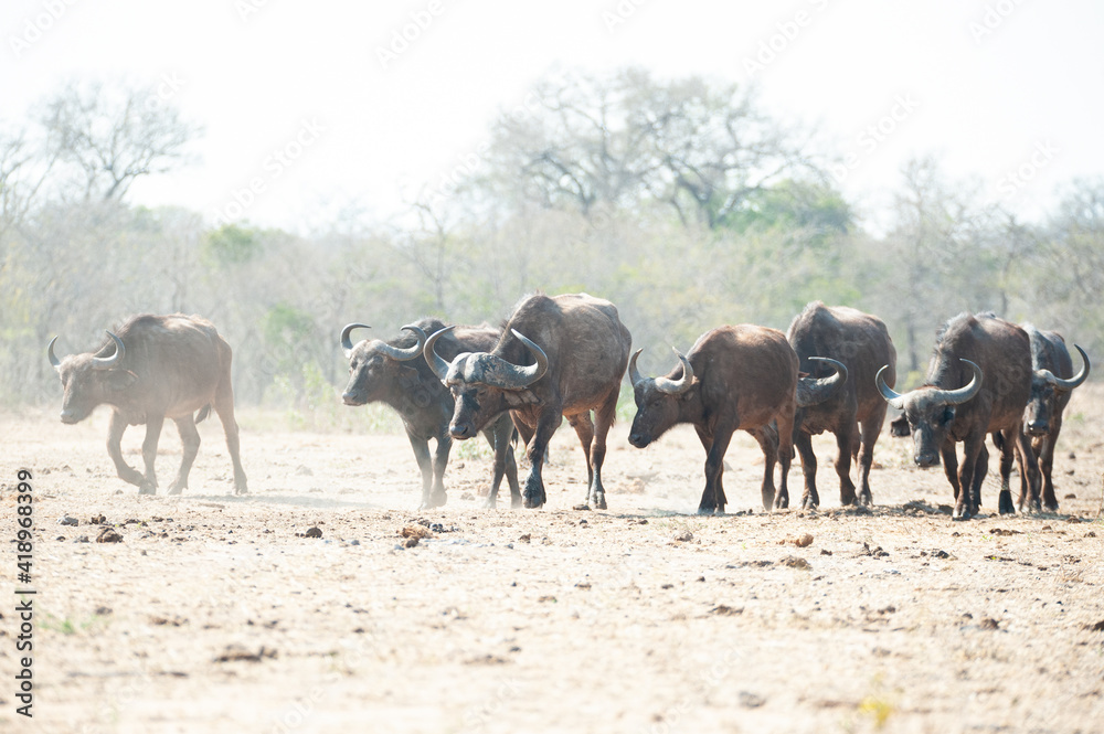 Buffalo herd seen in a drought on a safari in South Africa Buffalo herd seen in a drought on a safari in South Africa