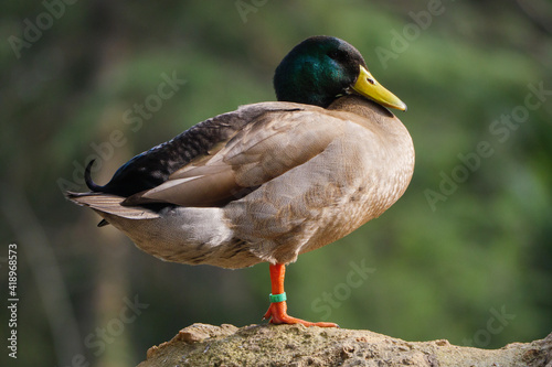 A duck standing outside the water.