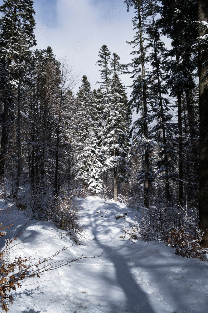 Fototapeta premium Winter landscape between Saua Baiului and Gura Diham cottage. Romania.