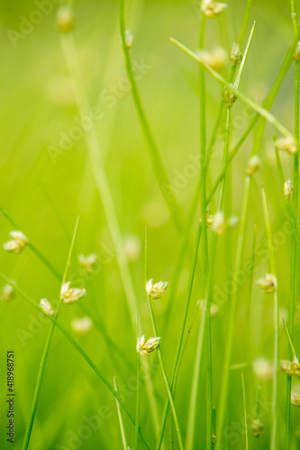 Vibrant Green Ornamental Grass