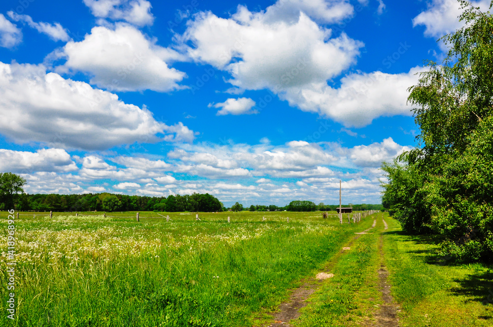 Fototapeta premium Blick über ein Feld, an einem traumhaften Sommertag. Strahlendblauer Himmel mit einigen Wolken