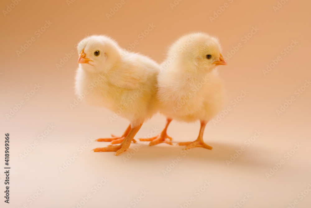 Image of two newborn fluffy fledgling chicken. Image of two newborn fluffy fledgling chicken.