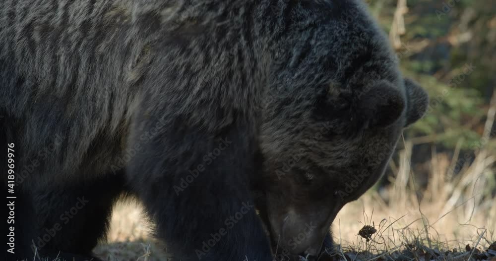 Mother brown bear with two cubs from mountains of Croatia, autumn